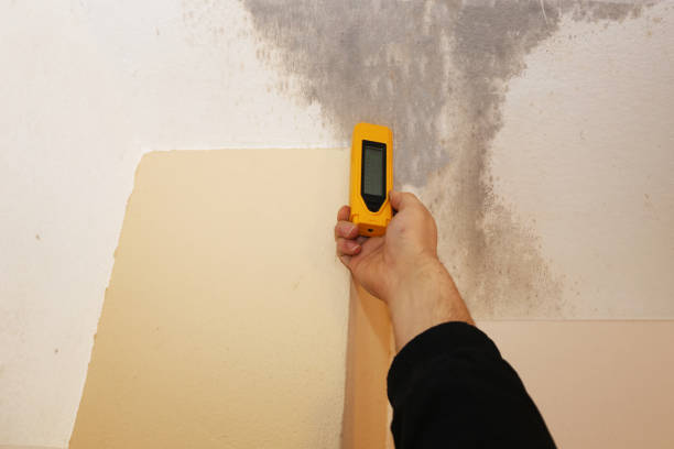 Best Crawl Space Mold Remediation  in Columbus, NE