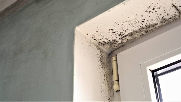 Best Environmental Consulting for Mold Prevention  in Columbus, NE