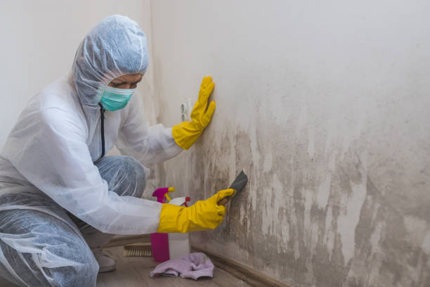 Environmental Consulting for Mold Prevention in Columbus, NE
