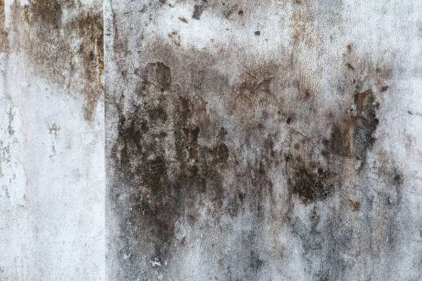 Best Residential Mold Inspection & Testing  in Columbus, NE