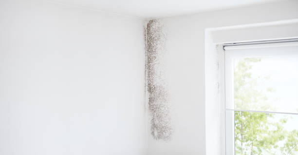 Best Mold Odor Removal Services  in Columbus, NE
