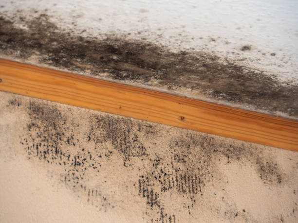 Best Post-Remediation Verification Testing  in Columbus, NE