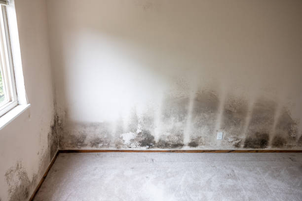Best Air Quality Testing for Mold Spores  in Columbus, NE