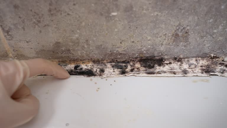 Best Mold Removal for HVAC Installations  in Columbus, NE