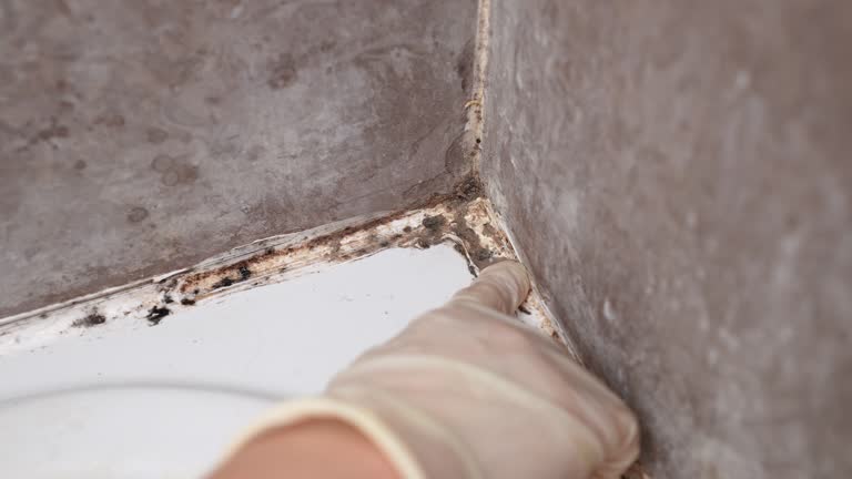 Best Mold-Related Health Consultation  in Columbus, NE