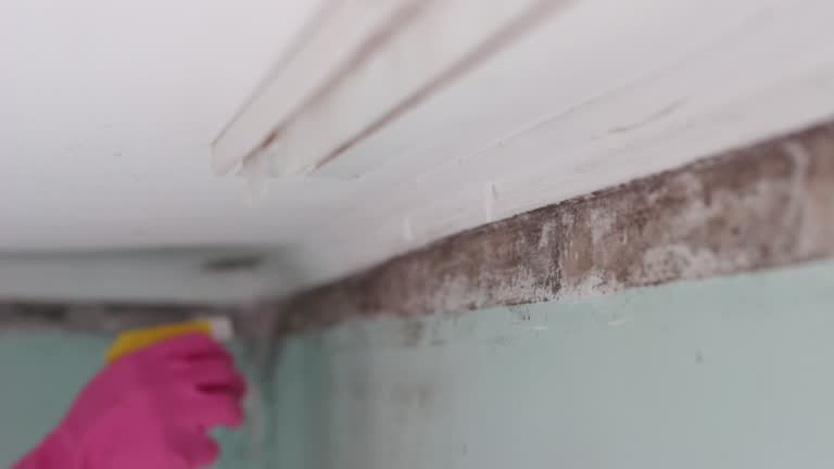 Best Forensic Mold Investigation  in Columbus, NE